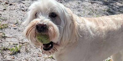 Pet Sitting in Dania Beach FL