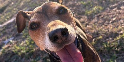 Pet Sitting in Deerfield Beach FL
