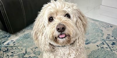 Pet Sitting in Fort Lauderdale FL