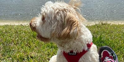 Pet Sitting in Hallandale Beach FL
