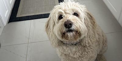 Pet Sitting in Hillsboro Beach FL