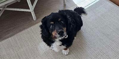 Pet Sitting in Hollywood FL