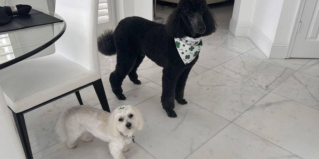Pet Sitting in Lauderdale by the Sea FL