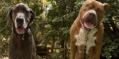 Pet Sitting in Lauderdale Lakes FL