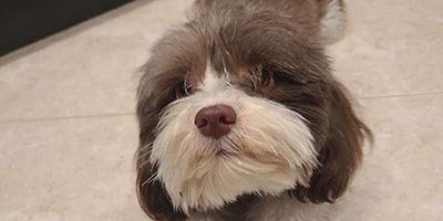 Pet Sitting in Lighthouse Point FL