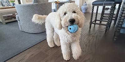 Pet Sitting in Margate FL