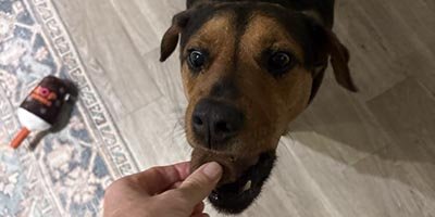 Pet Sitting in Miramar FL