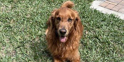 Pet Sitting in Oakland Park FL