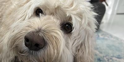 Pet Sitting in Parkland FL
