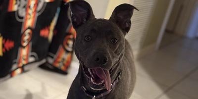 Pet Sitting in Pembroke Park FL