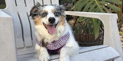 Pet Sitting in Pembroke Pines Fl 