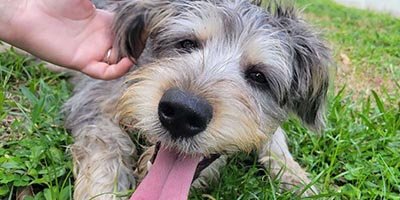 Pet Sitting in Plantation FL