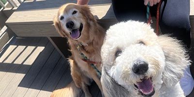 Pet Sitting in Pompano Beach FL