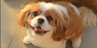 Pet Sitting in Southwest Ranches FL 