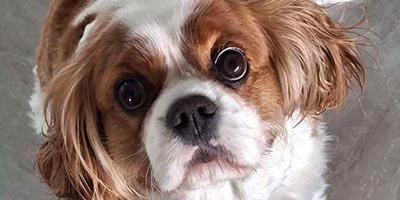 Pet Sitting in Sunrise FL