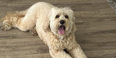 Pet Sitting in Tamarac FL