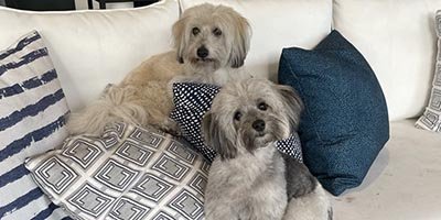 Pet Sitting In West Park FL