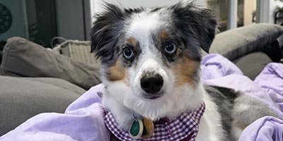 Pet Sitting in Weston FL