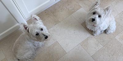 Pet Sitting in Wilton Manors FL