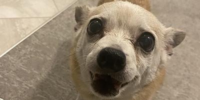 Pet Sitting in Sea Ranch Lakes FL